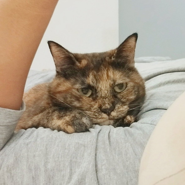 おなかの上で落ち着いているサビ猫ちゃん