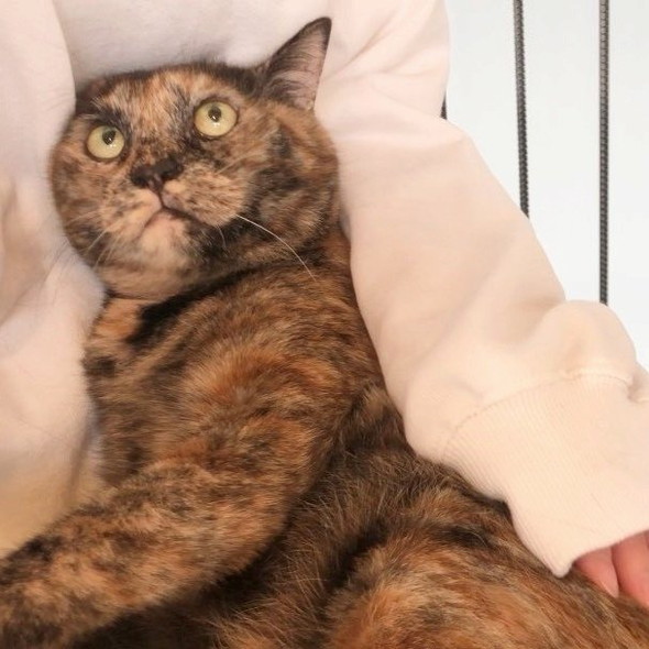 目を大きく開いているサビ猫ちゃん