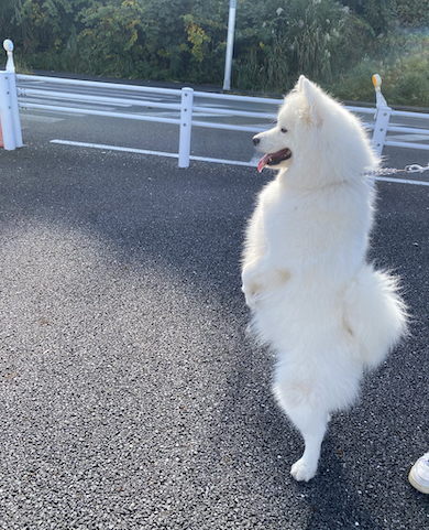 後ろ足で立つサモエド
