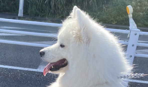 後ろ足で立つサモエド