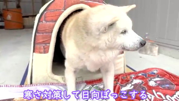 柴犬あいちゃん特等席