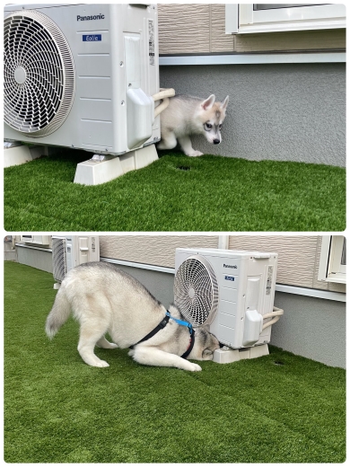 赤ちゃんのワンコと成犬のワンコ