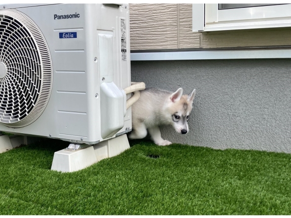 赤ちゃんのワンコ