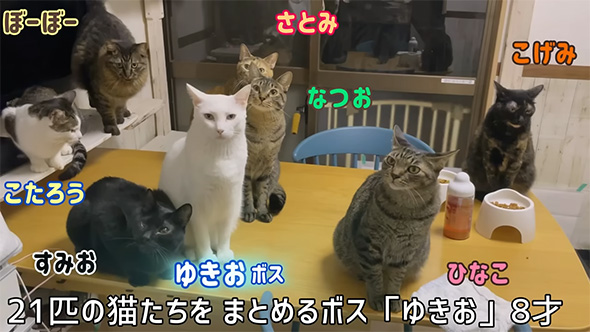21匹の猫たちをまとめる