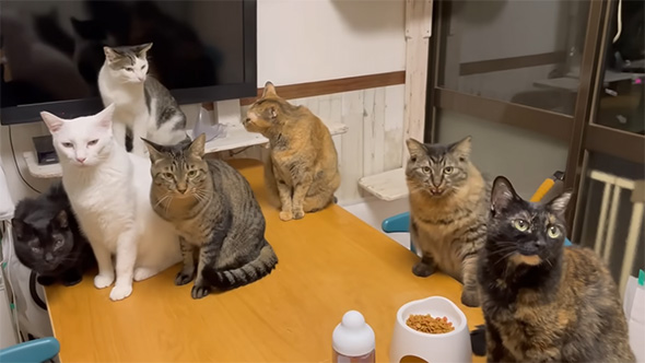 たくさんの猫に囲まれる白猫