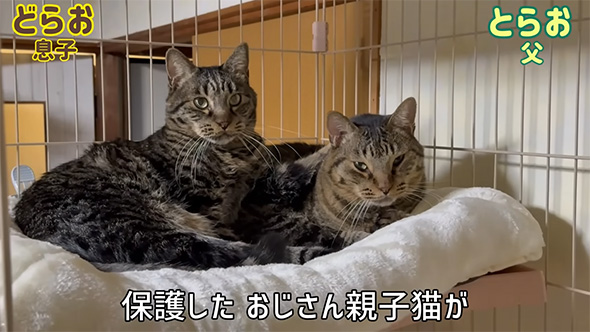 保護したおじさん親子猫