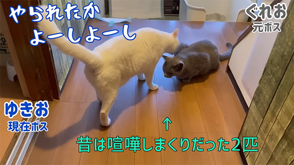 やられたかよーしよーし