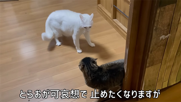 とらおがかわいそうで止めたくなりますが