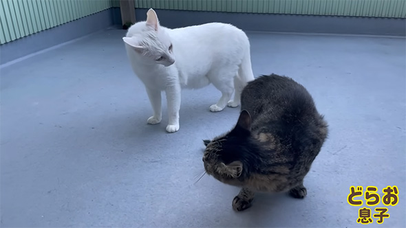 白猫ににらまれるトラ猫