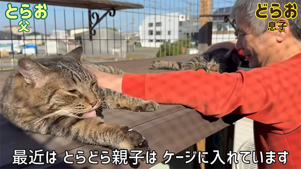 最近はとらどら親子は