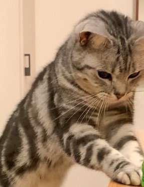 お茶を差し出している風の猫