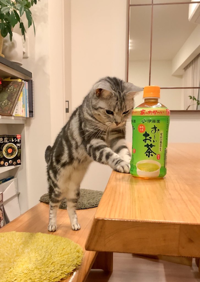 お茶を差し出している風の猫