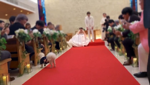 参列客にごあいさつするリングドッグ