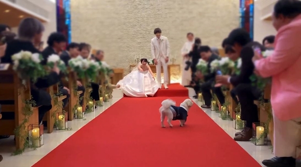 参列客にごあいさつするリングドッグ