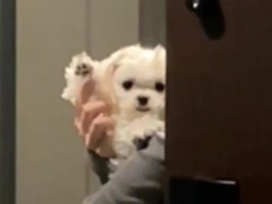 お見送りするワンコ