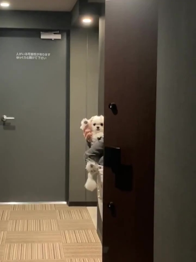 お見送りするワンコ