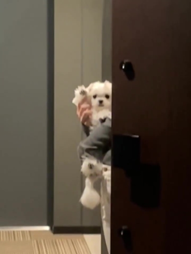 お見送りするワンコ