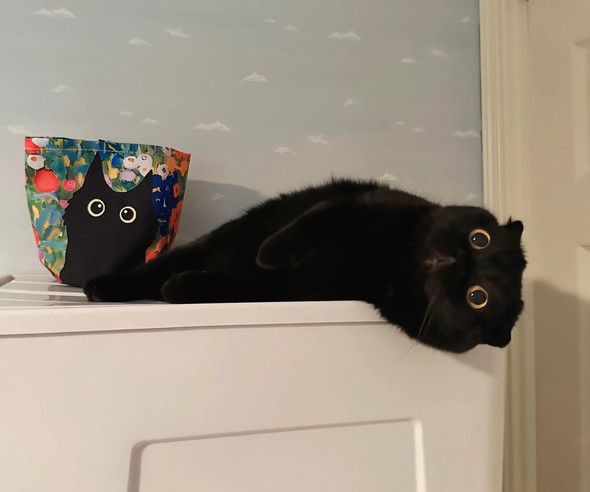 横になっている黒猫ちゃん