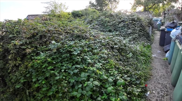 老夫婦のイバラが生い茂った庭を大掃除