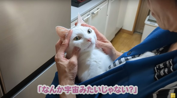 赤ちゃんだと思ってるネコ