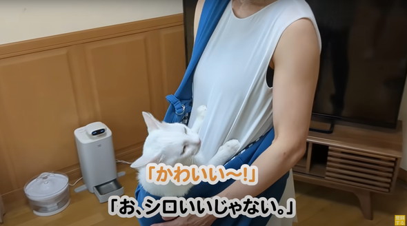 赤ちゃんだと思ってるネコ