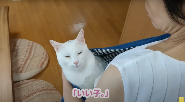 赤ちゃんだと思ってるネコ