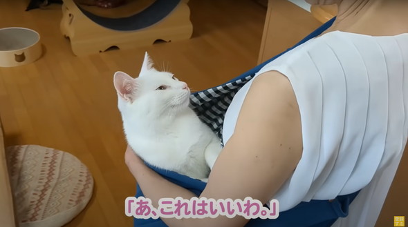 赤ちゃんだと思ってるネコ