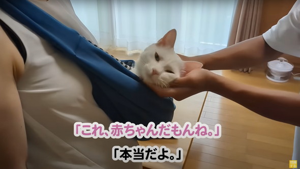 赤ちゃんだと思ってるネコ