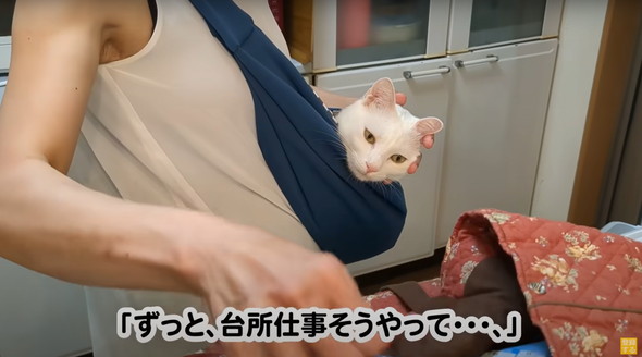 赤ちゃんだと思ってるネコ