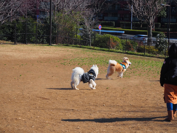 サモエドに仲間認定される秋田犬
