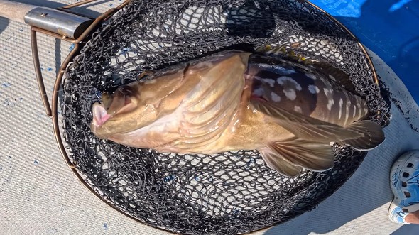 夫婦 妻 オフショア 釣り アタリ 船上 パニック 離島 クエ あら 高級魚
