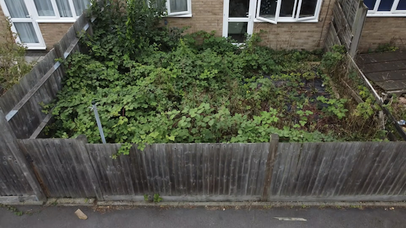 庭の掃除と改修