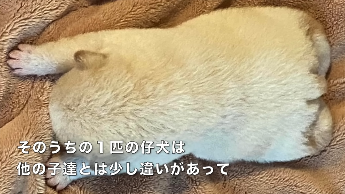 保護した母犬が“椎体奇形”の子犬を出産→愛のリレーでつないだ命が、2年後……　驚きの成長報告に「本当に最高の報告」「胸が熱くなります」（1/3） | 犬 ねとらぼ