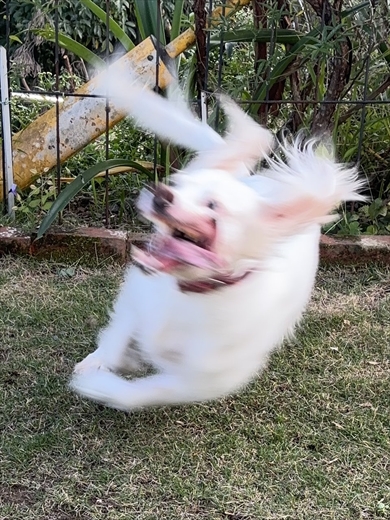 Xで盛り上がる「犬の写真下手くそ選手権」