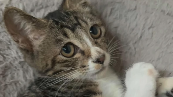 子猫の顔アップ