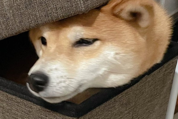 猫用ハウスに入っている柴ワンコ