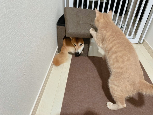 猫用ハウスに入っている柴ワンコ