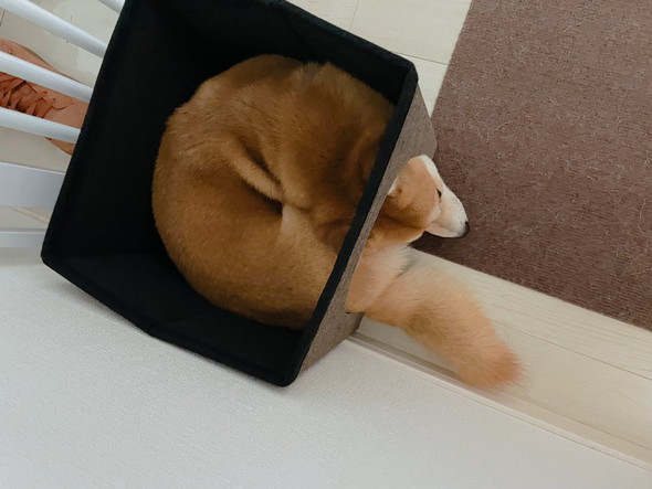 猫用ハウスに入っている柴ワンコ