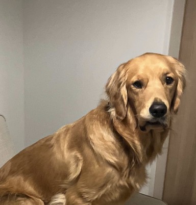 ゴールデンレトリバーのおもち