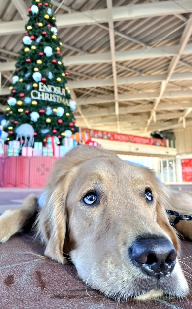 ゴールデンレトリバーのおもち