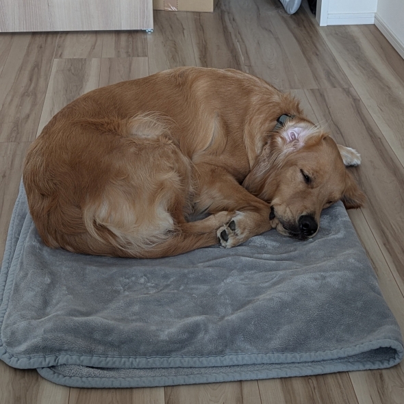 ゴールデンレトリバーのおもち