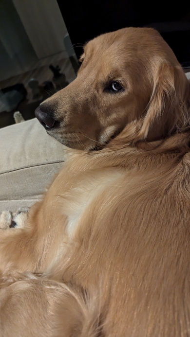 ゴールデンレトリバーのおもち