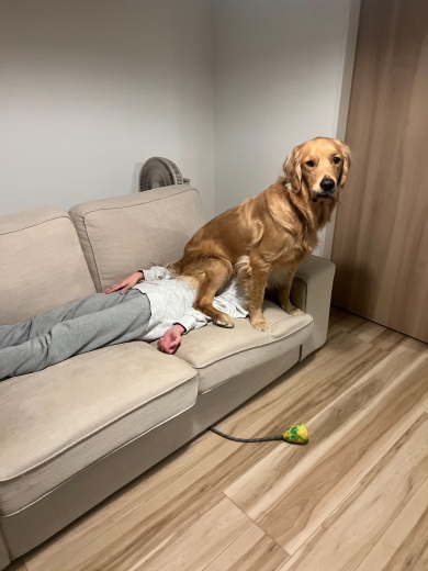 ゴールデンレトリバーのおもち