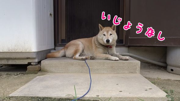 ワンコ的には異常なし!?