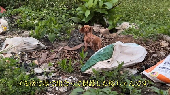 桜ちゃんを発見したのはごみ捨て場