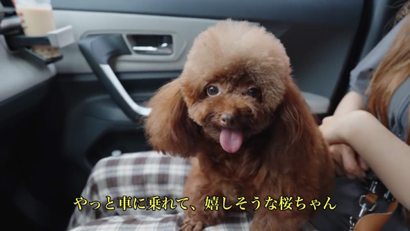 ママさんの膝の上が一番！