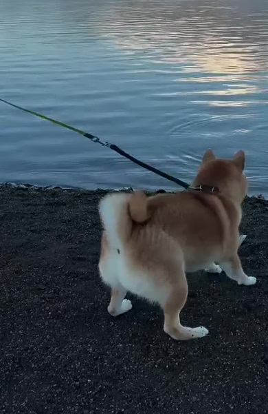 山中湖で遭遇した生き物に反応する柴犬