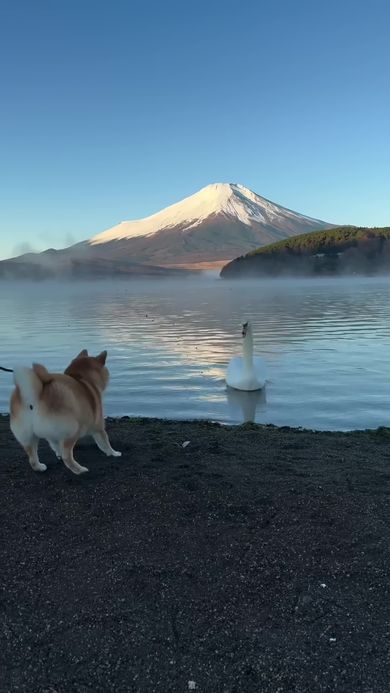 山中湖で遭遇した白鳥の前でステップ移動しながら小さく吠える柴犬