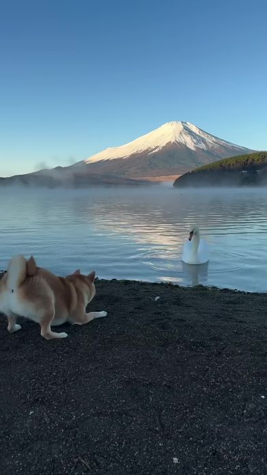 山中湖で遭遇した白鳥の前で伏せた体勢になる柴犬