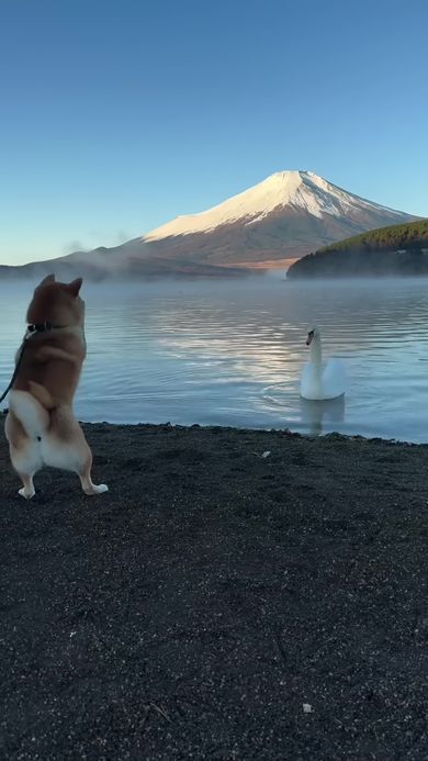 山中湖で遭遇した白鳥の前で立ち上がる柴犬